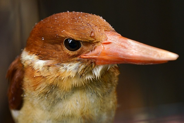 アカショウビン