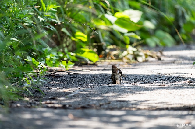 DSC01978_LR