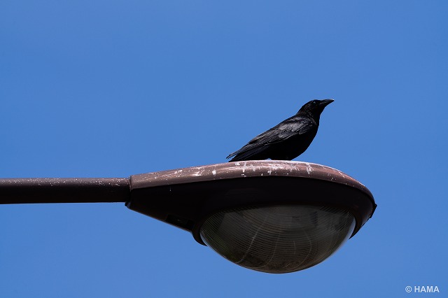 DSC01991_LR