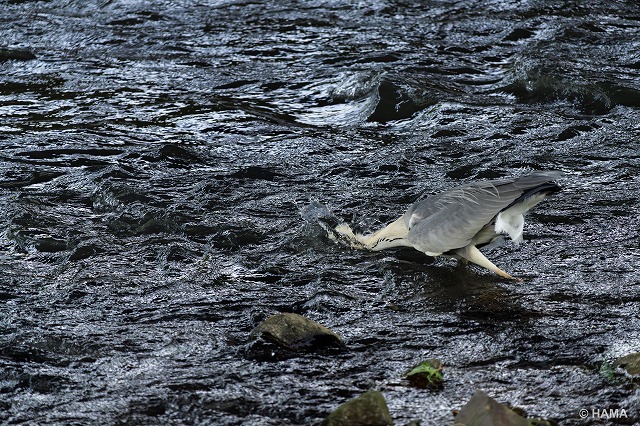 DSC02037_LR
