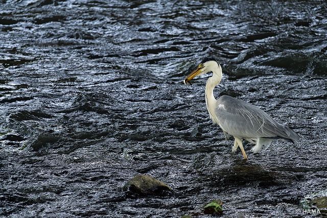 DSC02046_LR