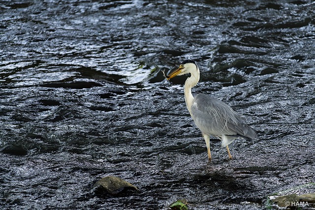 DSC02049_LR